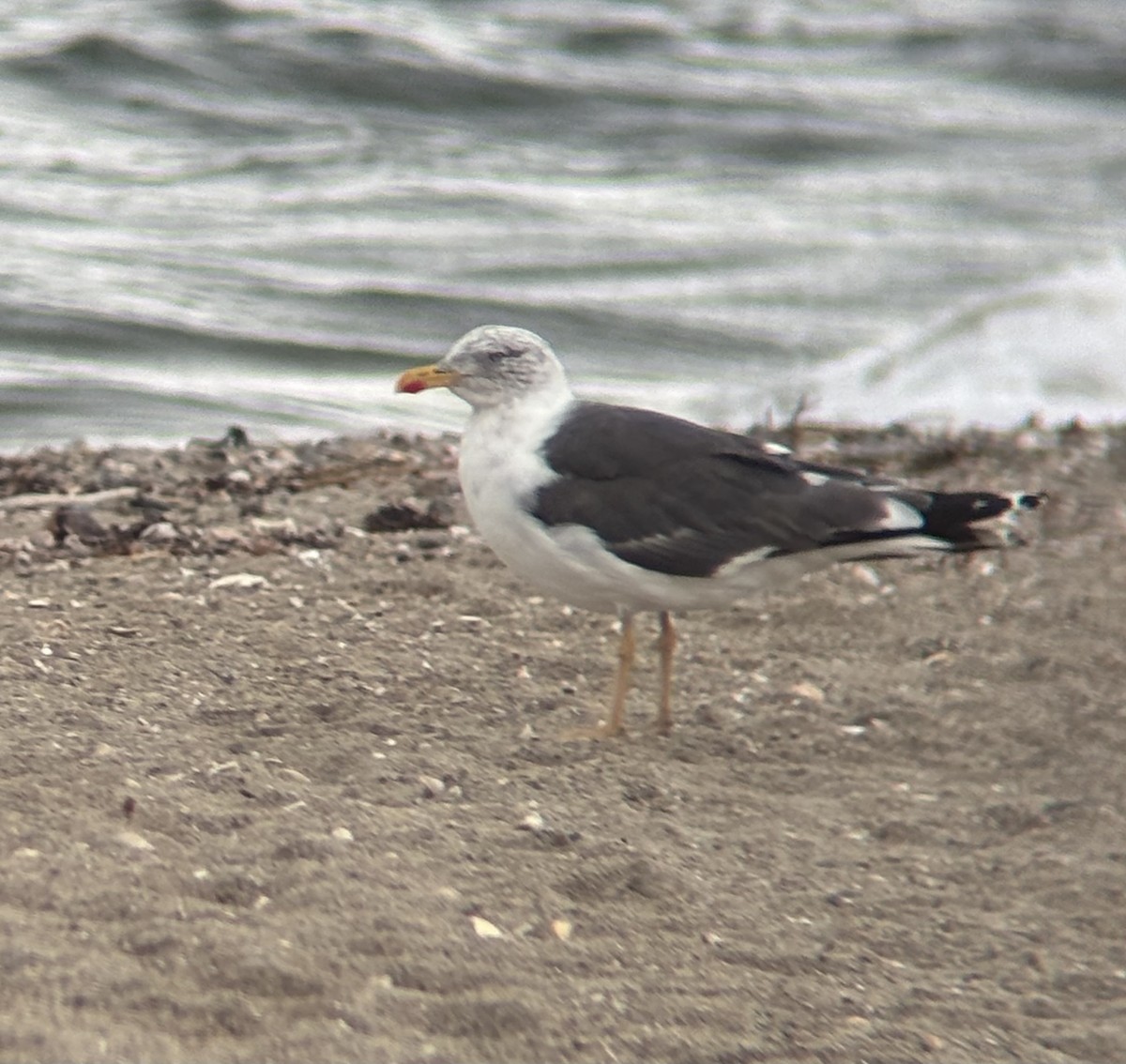 Heringsmöwe - ML644115218