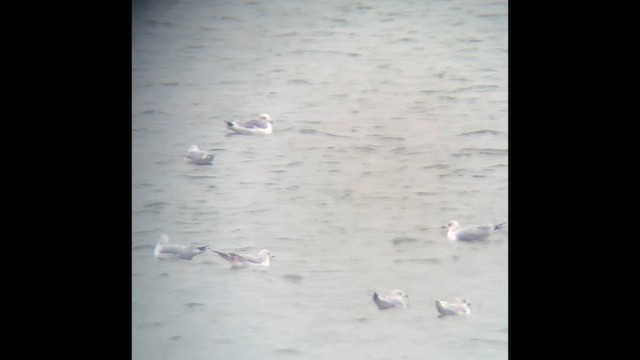 California Gull - ML644115219