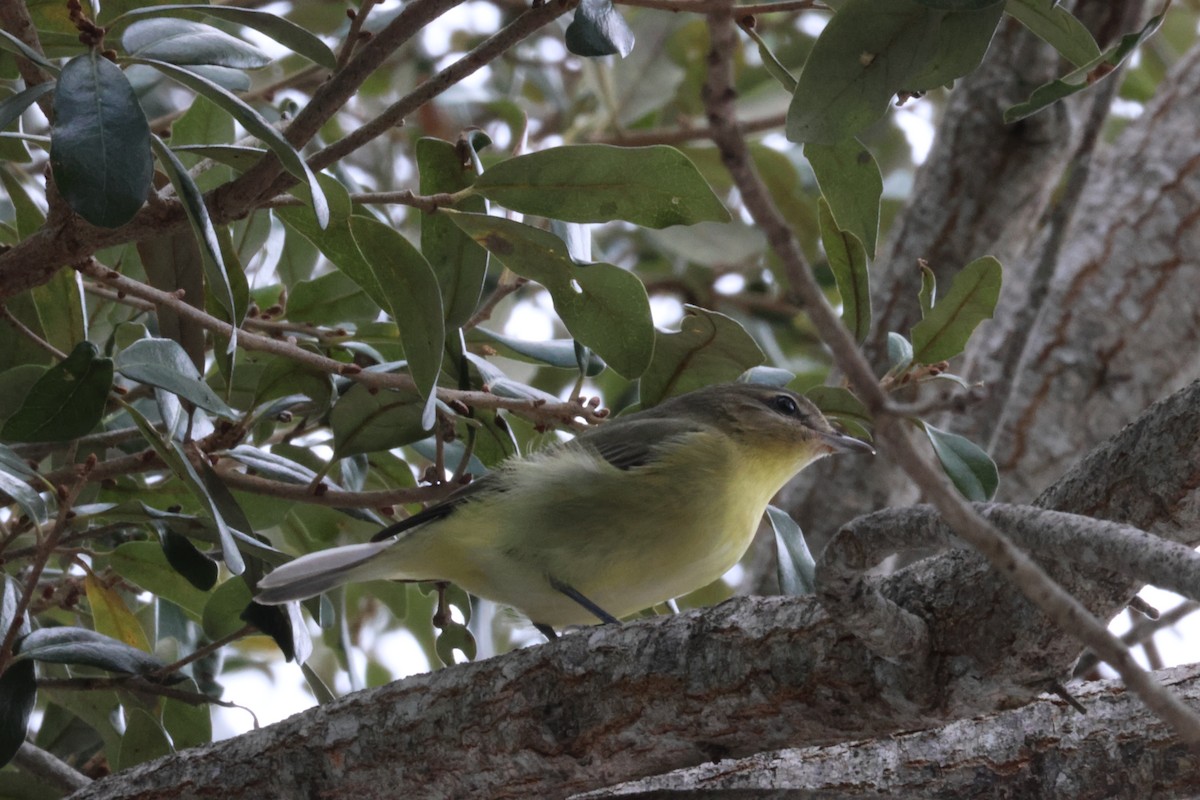 Philadelphia Vireo - ML644115226