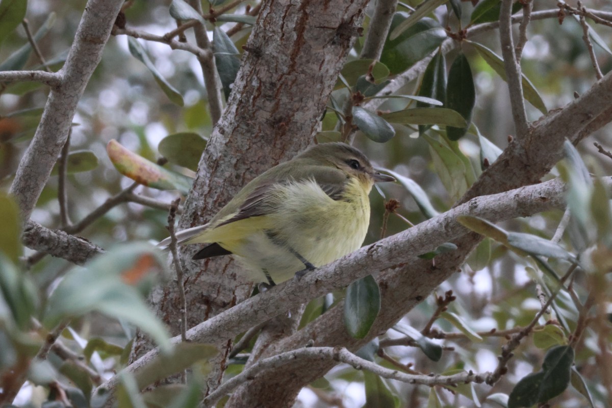 Philadelphia Vireo - ML644115227