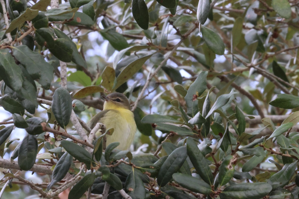 Philadelphia Vireo - ML644115228