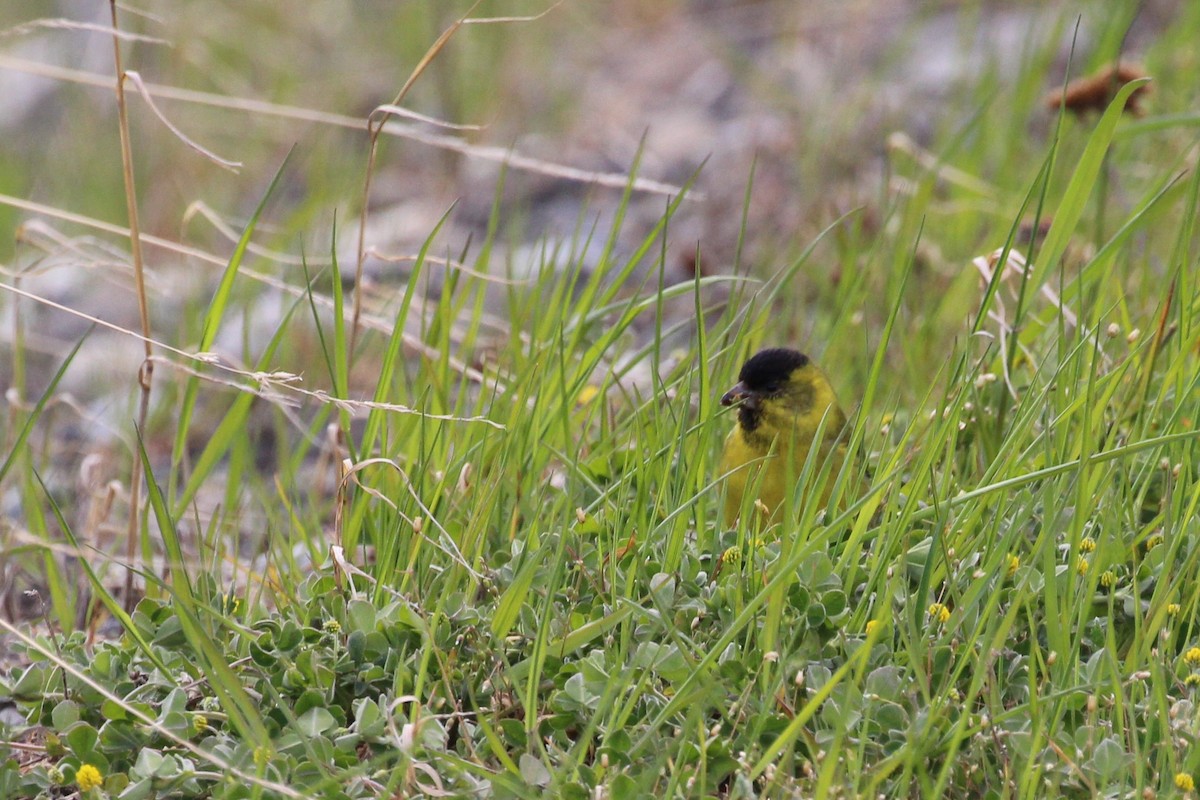 Black-chinned Siskin - ML644115238