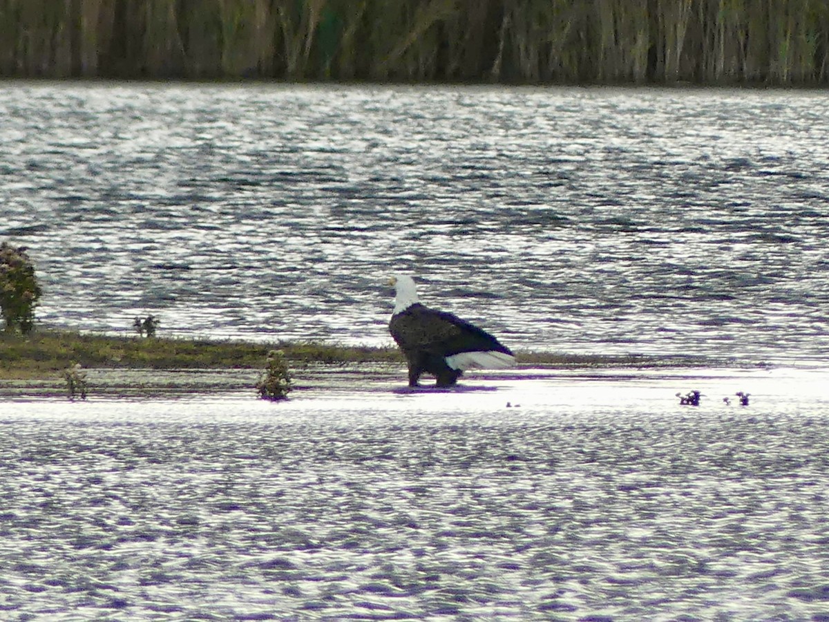 Bald Eagle - ML644115241