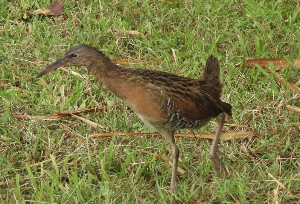 King Rail - ML644115243