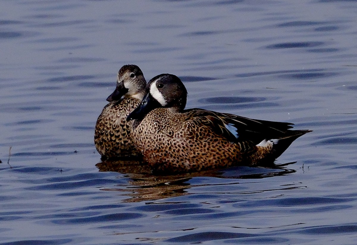 Blue-winged Teal - ML644115245