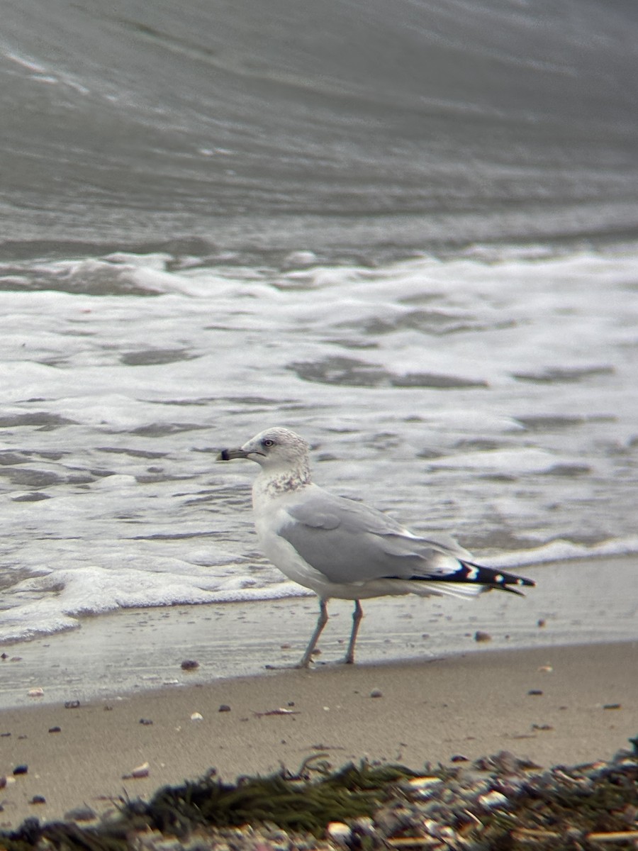 Ring-billed Gull - ML644115246