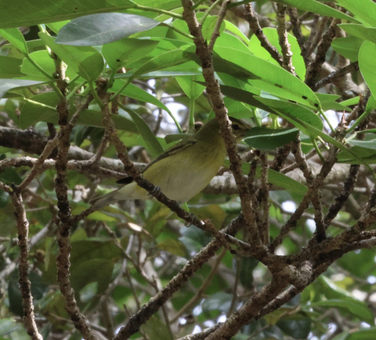 Tennessee Warbler - ML644115253