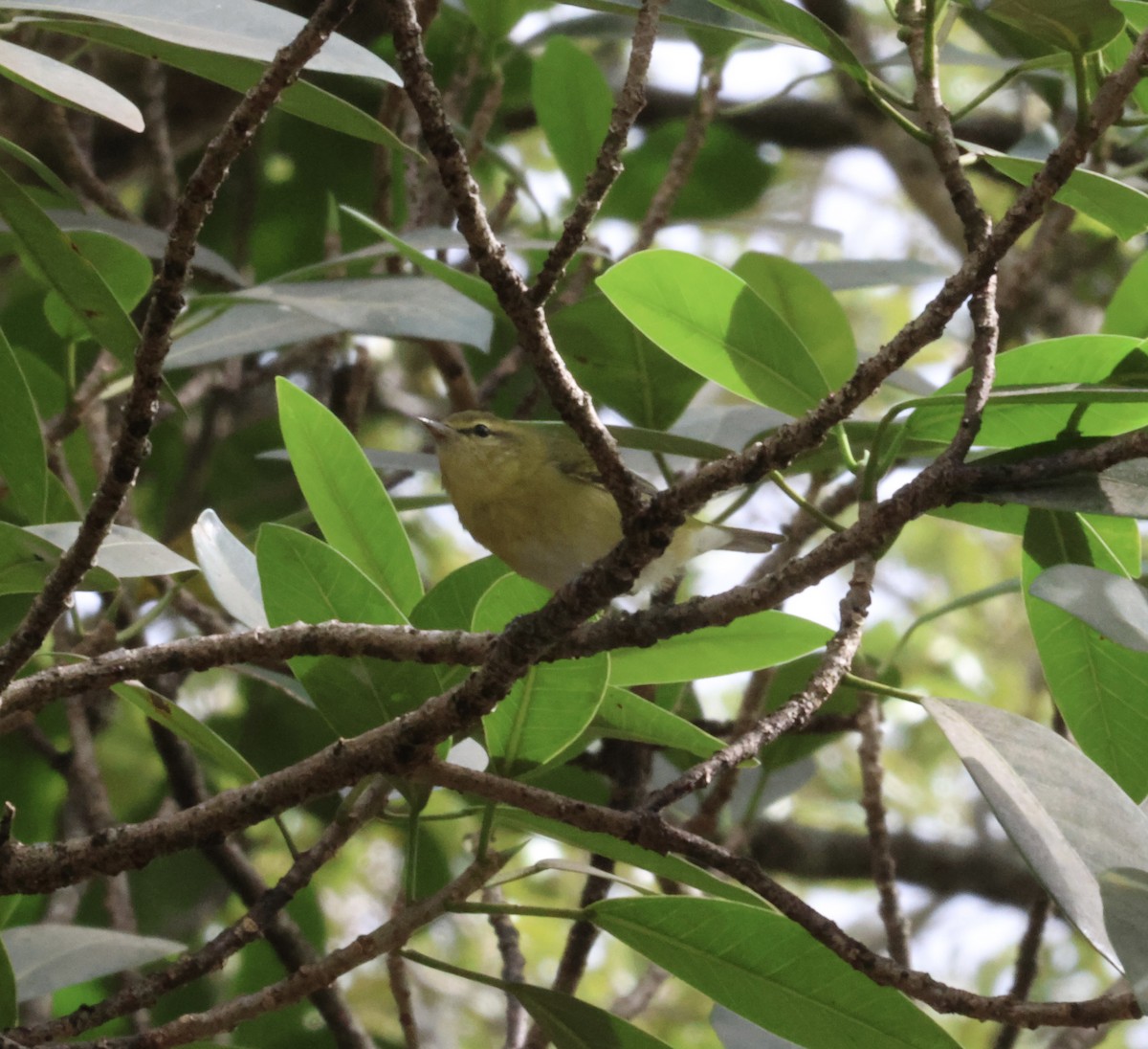 Tennessee Warbler - ML644115254