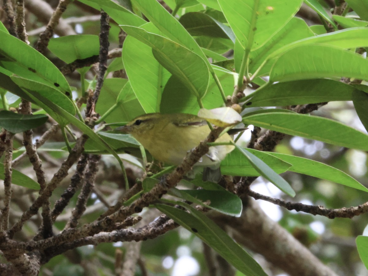 Tennessee Warbler - ML644115255