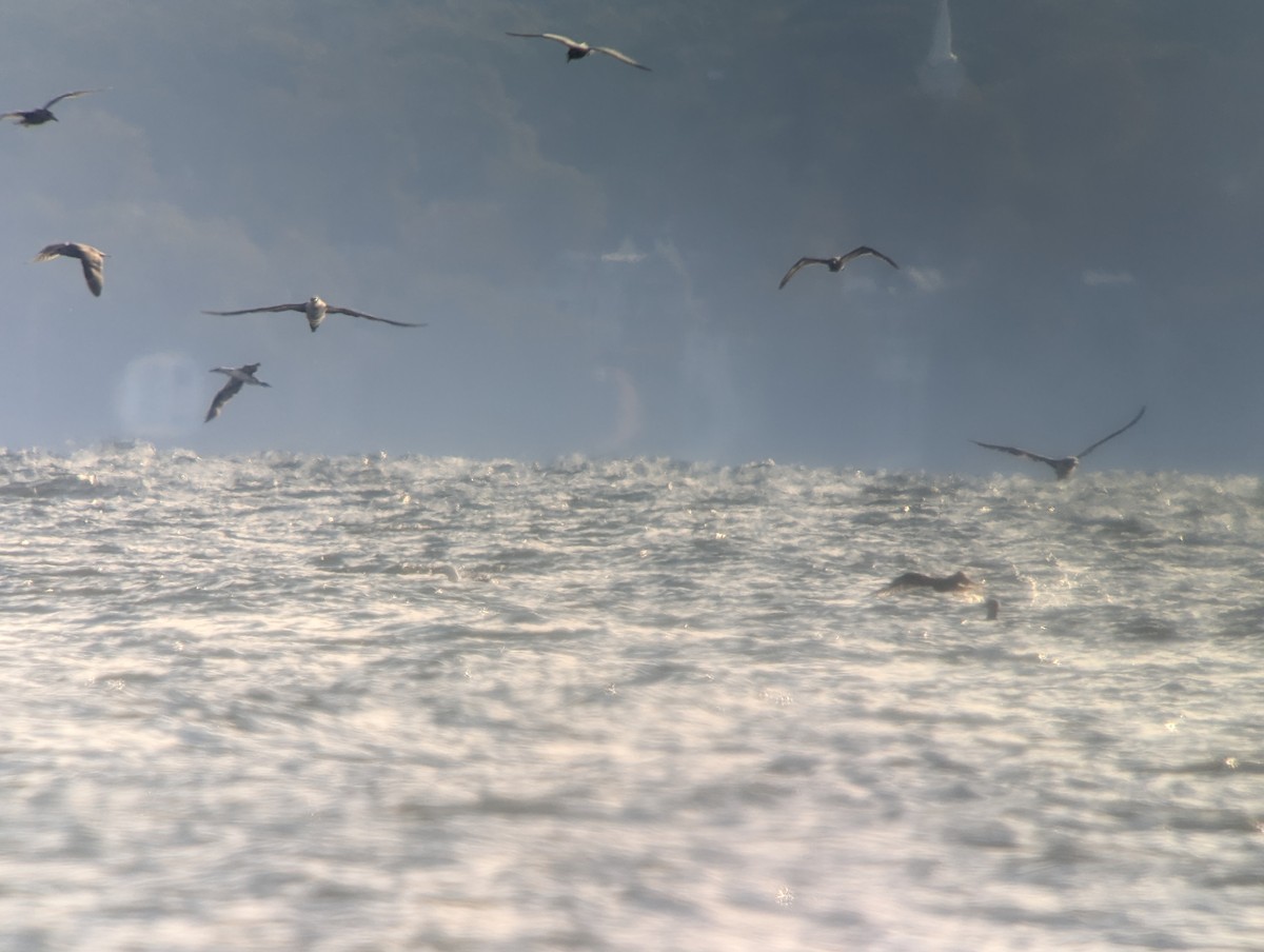 Northern Gannet - ML644115269