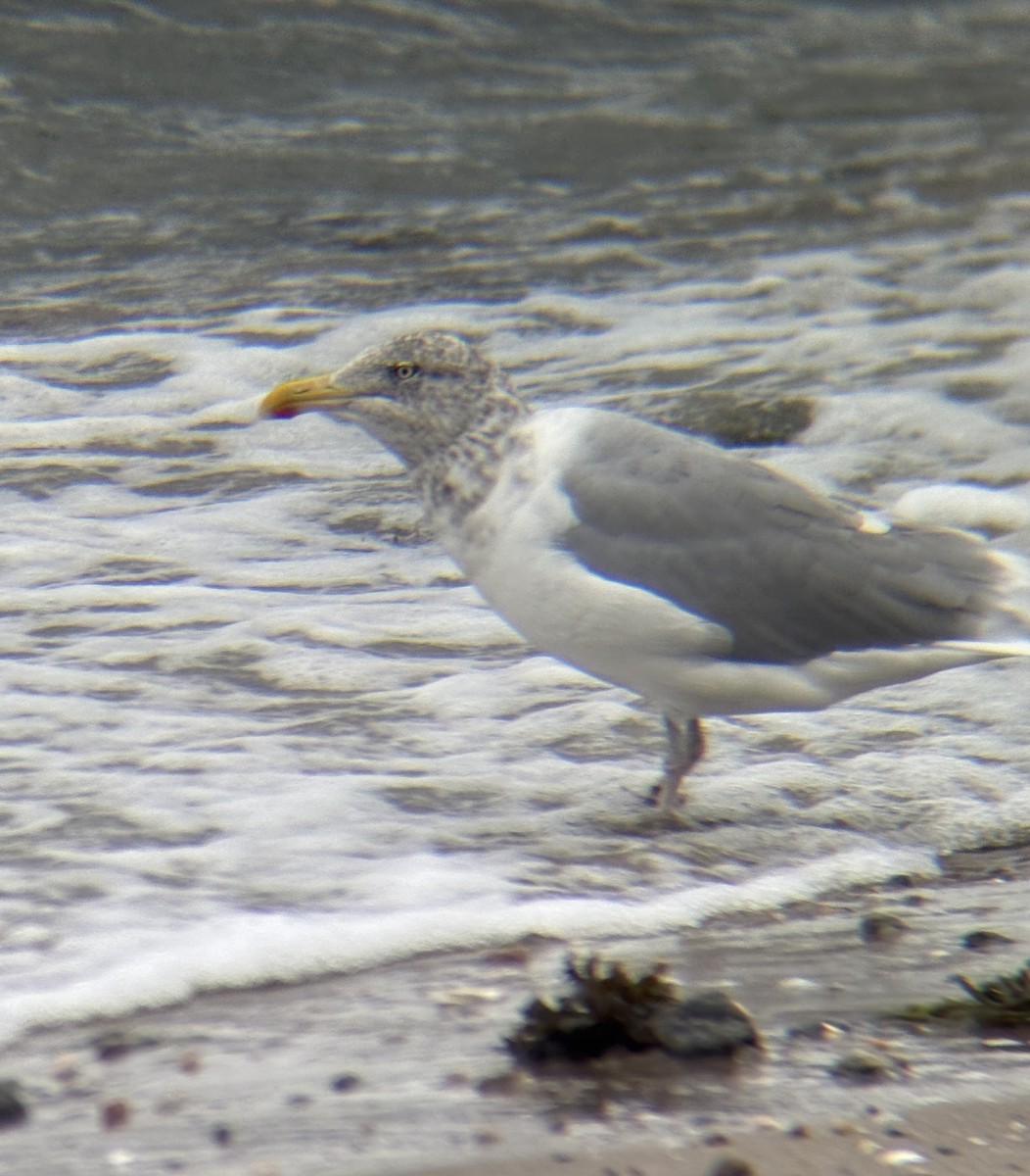 Kanadamöwe - ML644115271