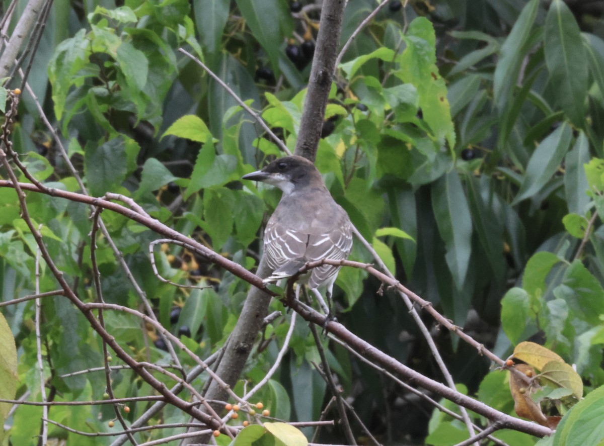 Eastern Kingbird - ML644115281