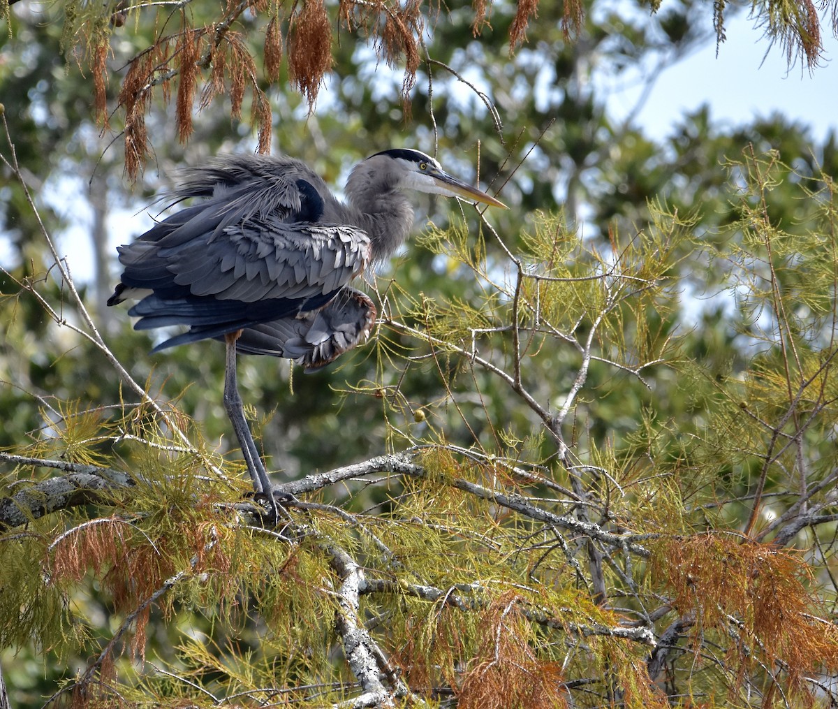 Great Blue Heron - ML644115283