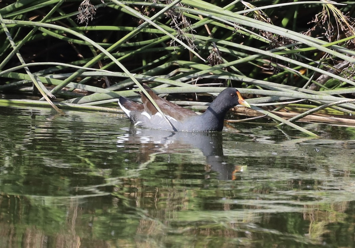 Gallinule d'Amérique - ML644115284