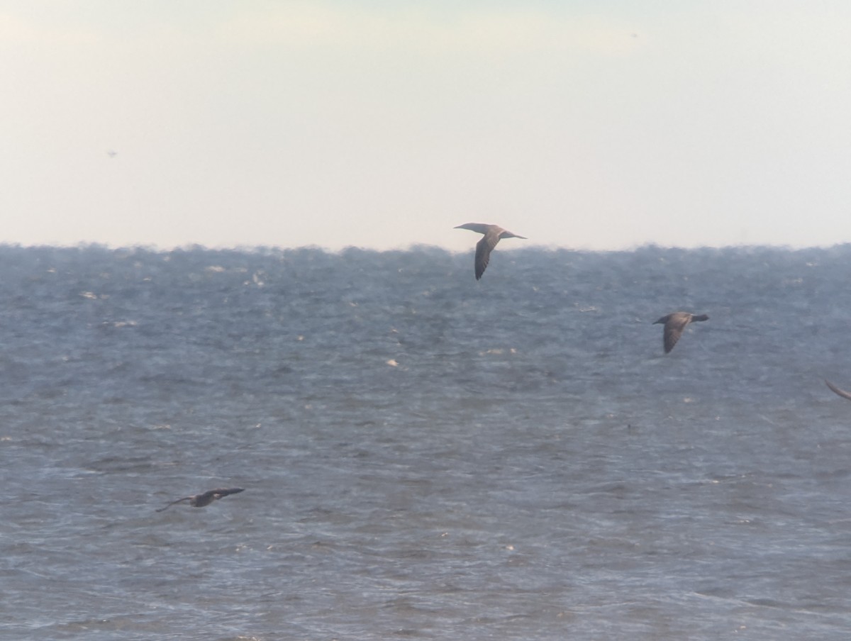 Northern Gannet - ML644115290