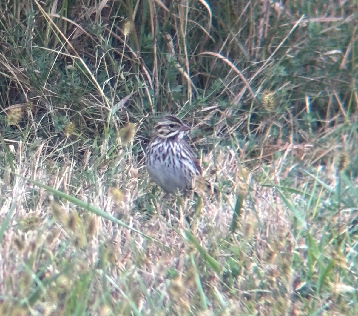 Grasammer - ML644115295