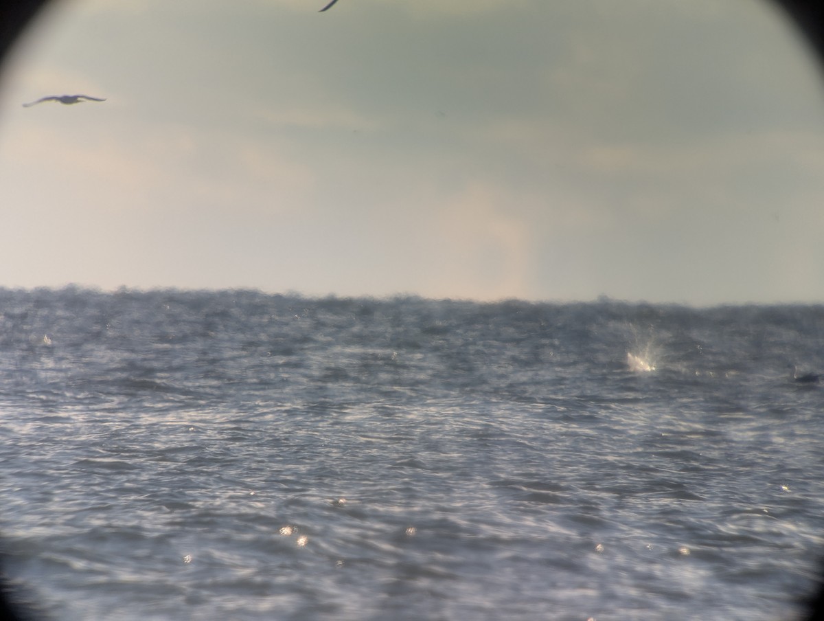 Northern Gannet - ML644115317