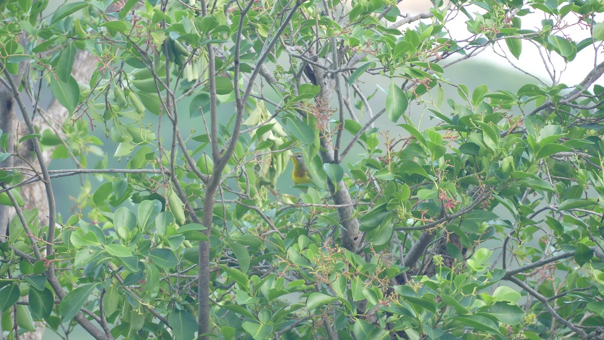 Northern Parula - ML644115321