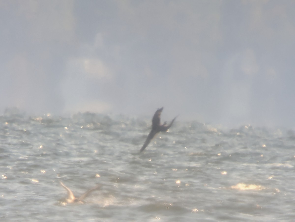 Northern Gannet - ML644115327