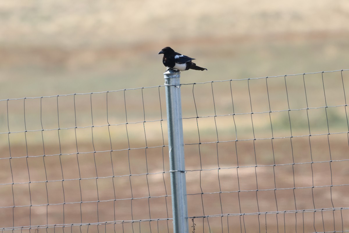 Black-billed Magpie - ML644115332
