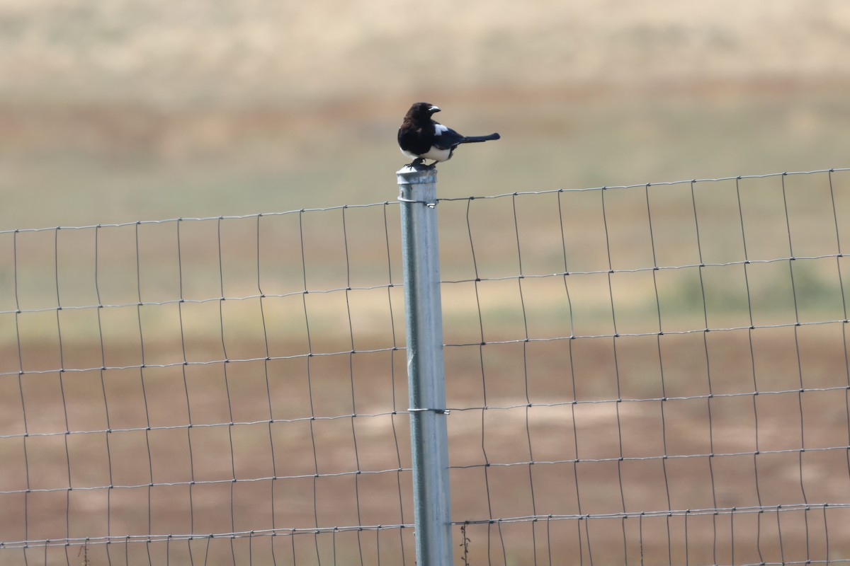 Black-billed Magpie - ML644115336