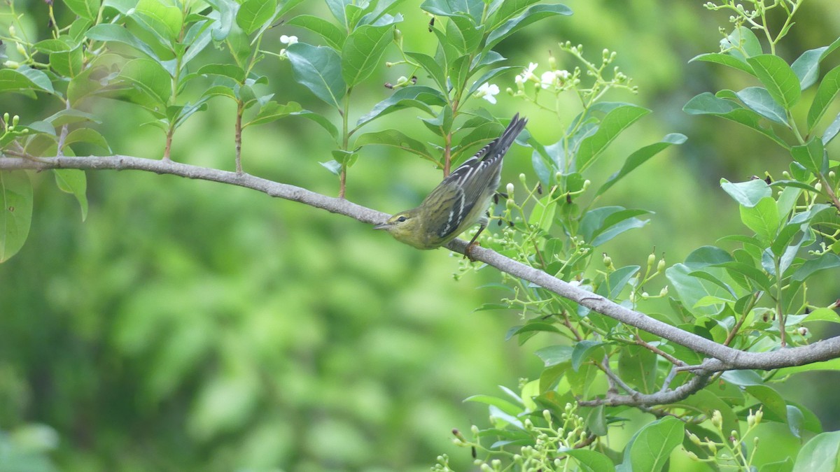Blackpoll Warbler - ML644115341