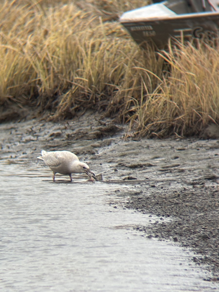 Ipar-kaioa - ML644115345