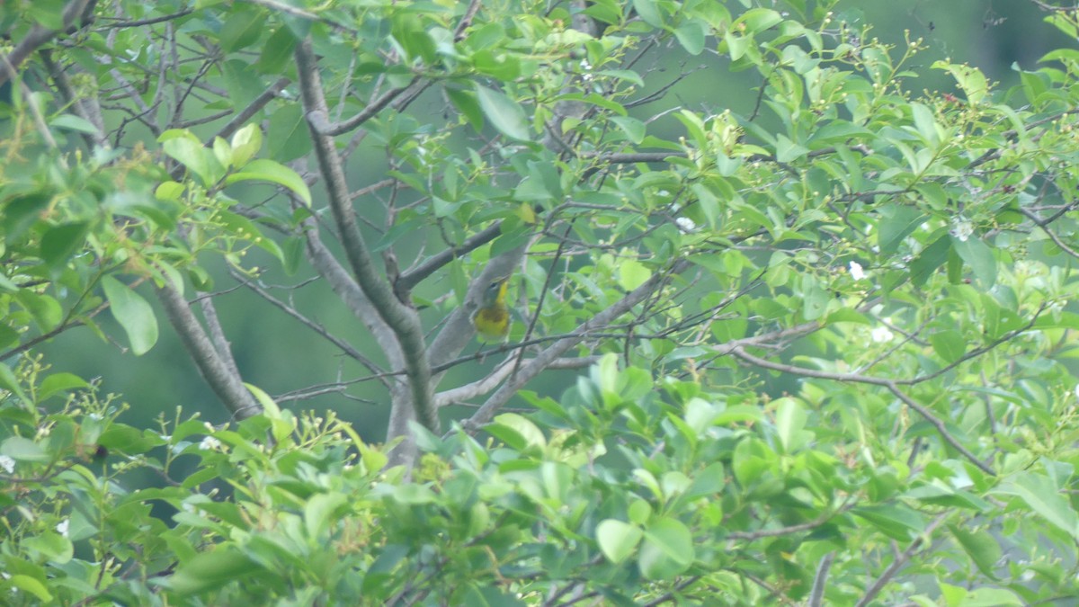 Northern Parula - ML644115355