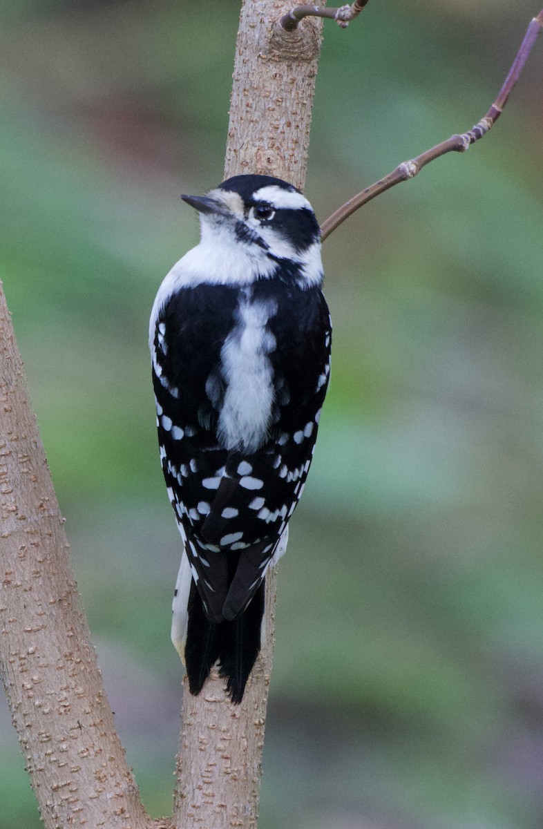 Downy Woodpecker - ML644115362