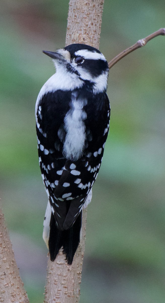 Downy Woodpecker - ML644115363