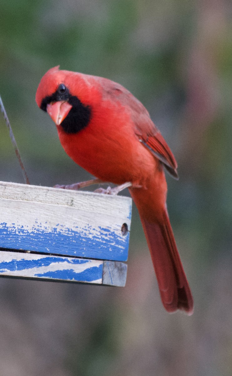 Northern Cardinal - ML644115371