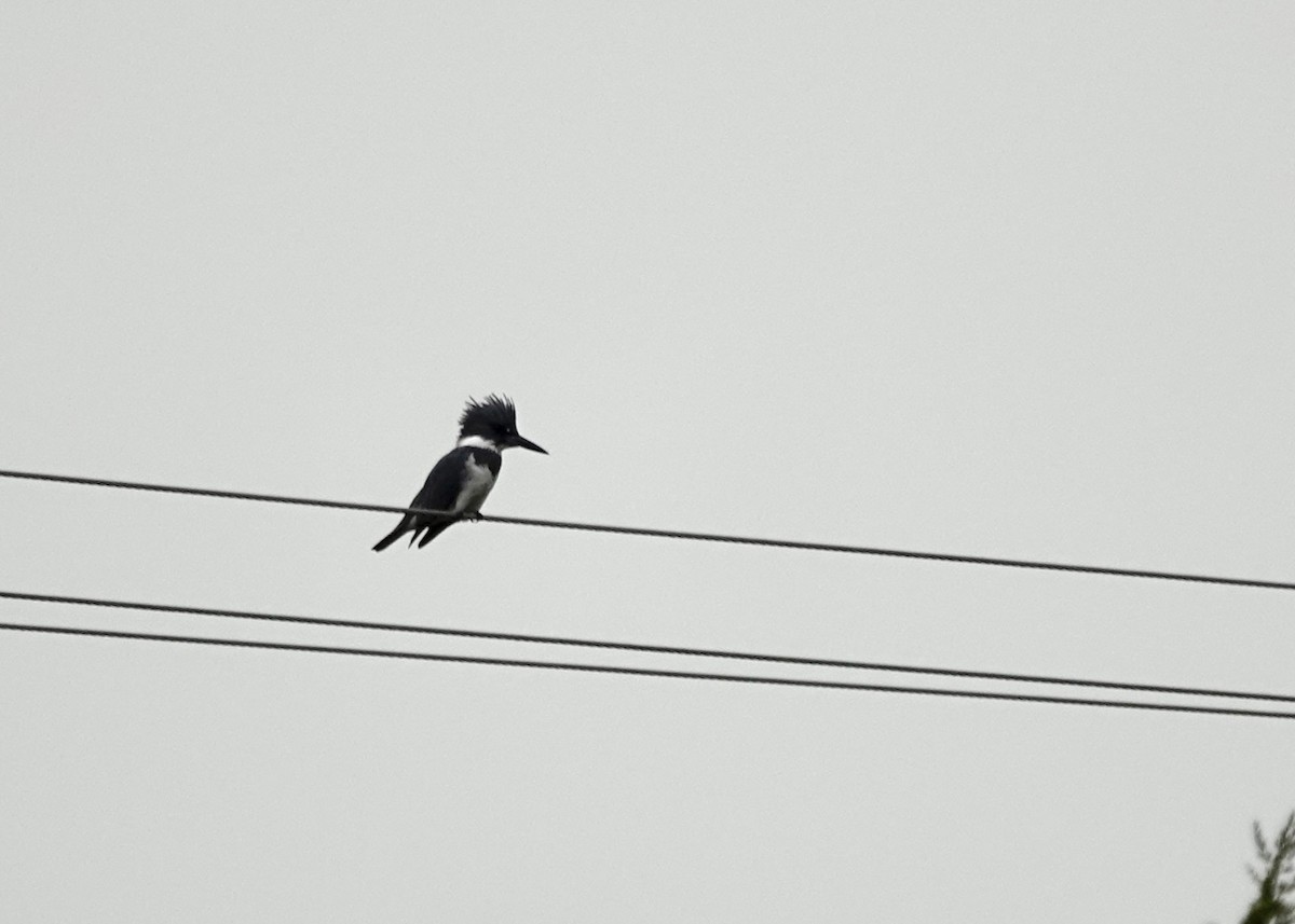 Belted Kingfisher - ML644115376
