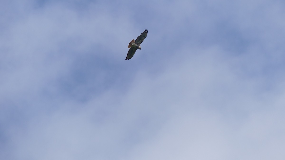 Red-tailed Hawk - ML644115381