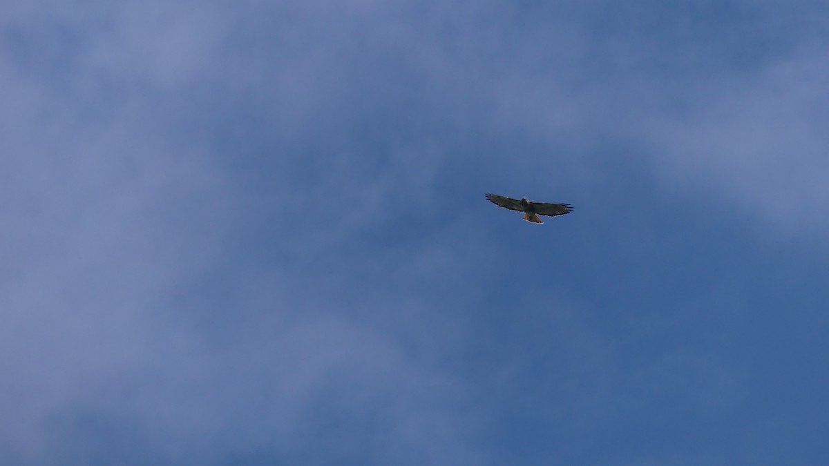 Red-tailed Hawk - ML644115387