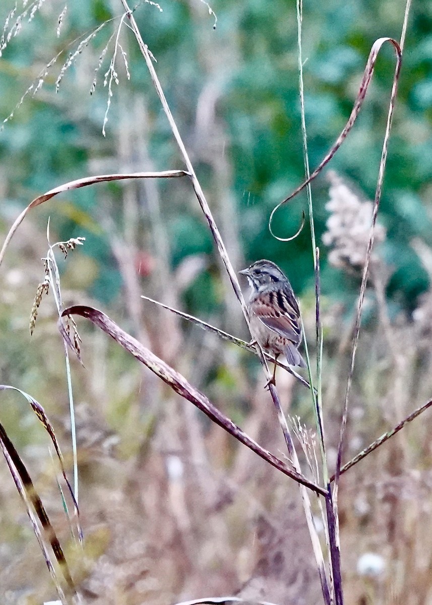 Swamp Sparrow - ML644115393