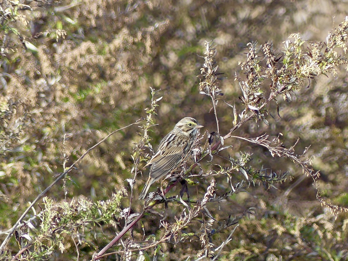 Savannah Sparrow - ML644115395