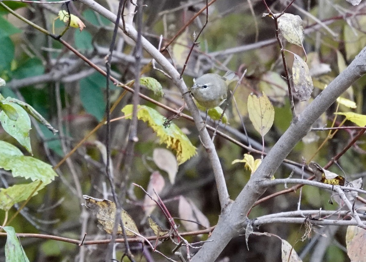 Orange-crowned Warbler - ML644115402
