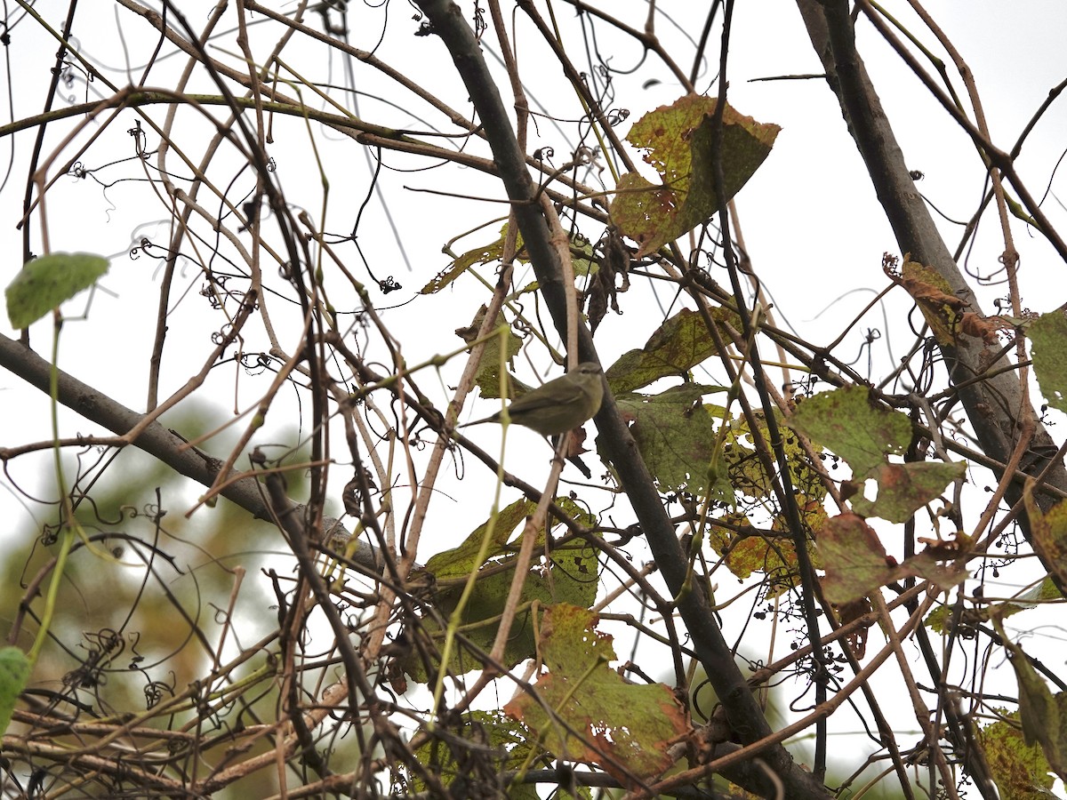 Orange-crowned Warbler - ML644115403