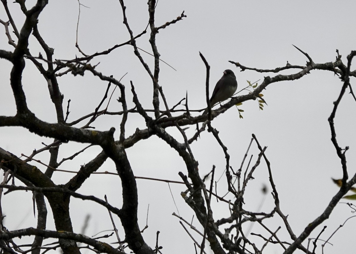 Dark-eyed Junco - ML644115409