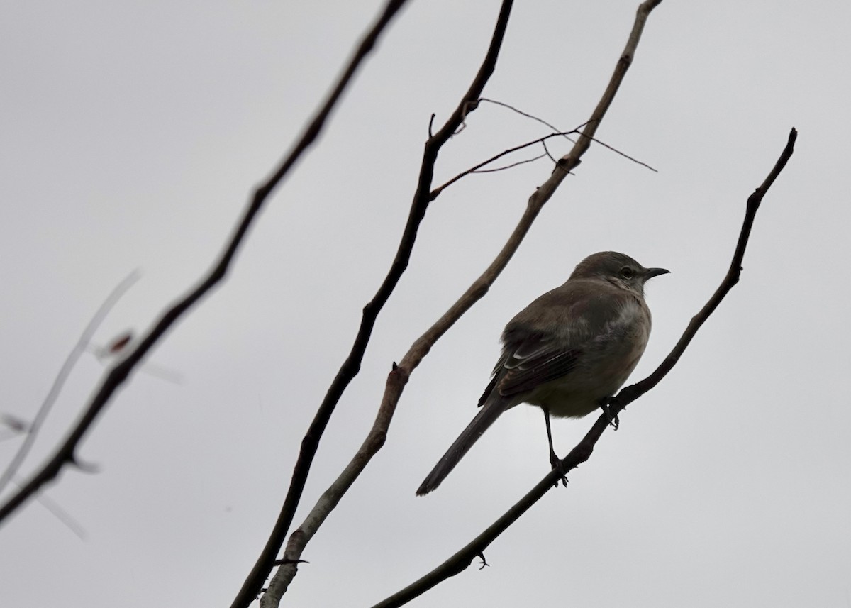 Northern Mockingbird - ML644115421