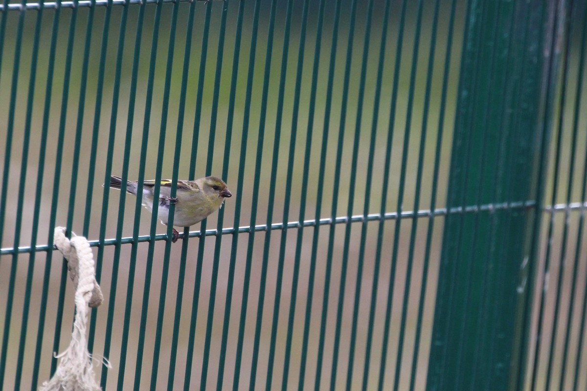 Black-chinned Siskin - ML644115442