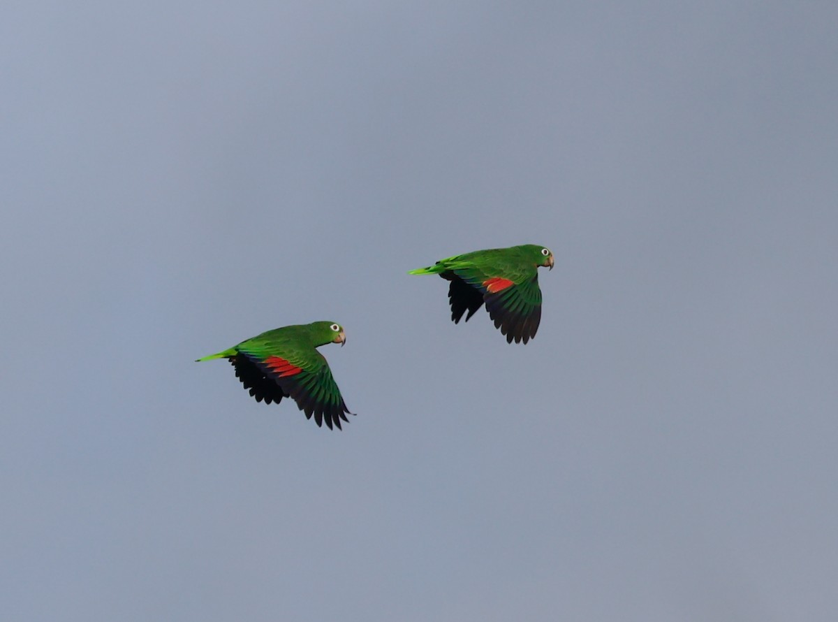 Yellow-crowned Amazon - ML644115469