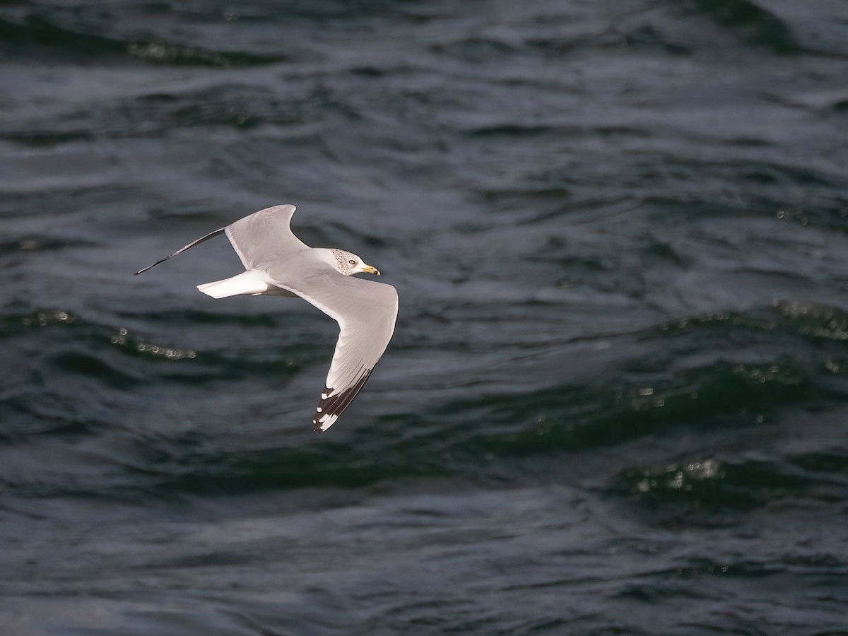 Ring-billed Gull - ML644115470