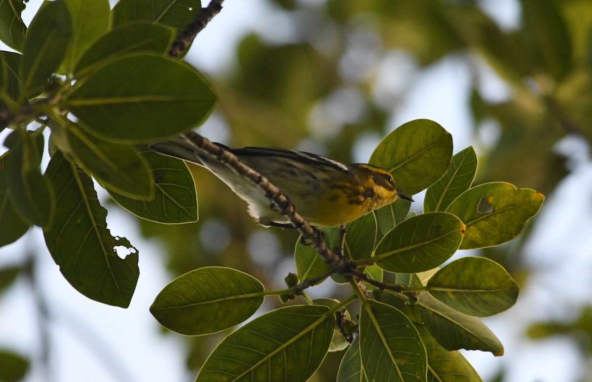 Townsend's Warbler - ML644115480