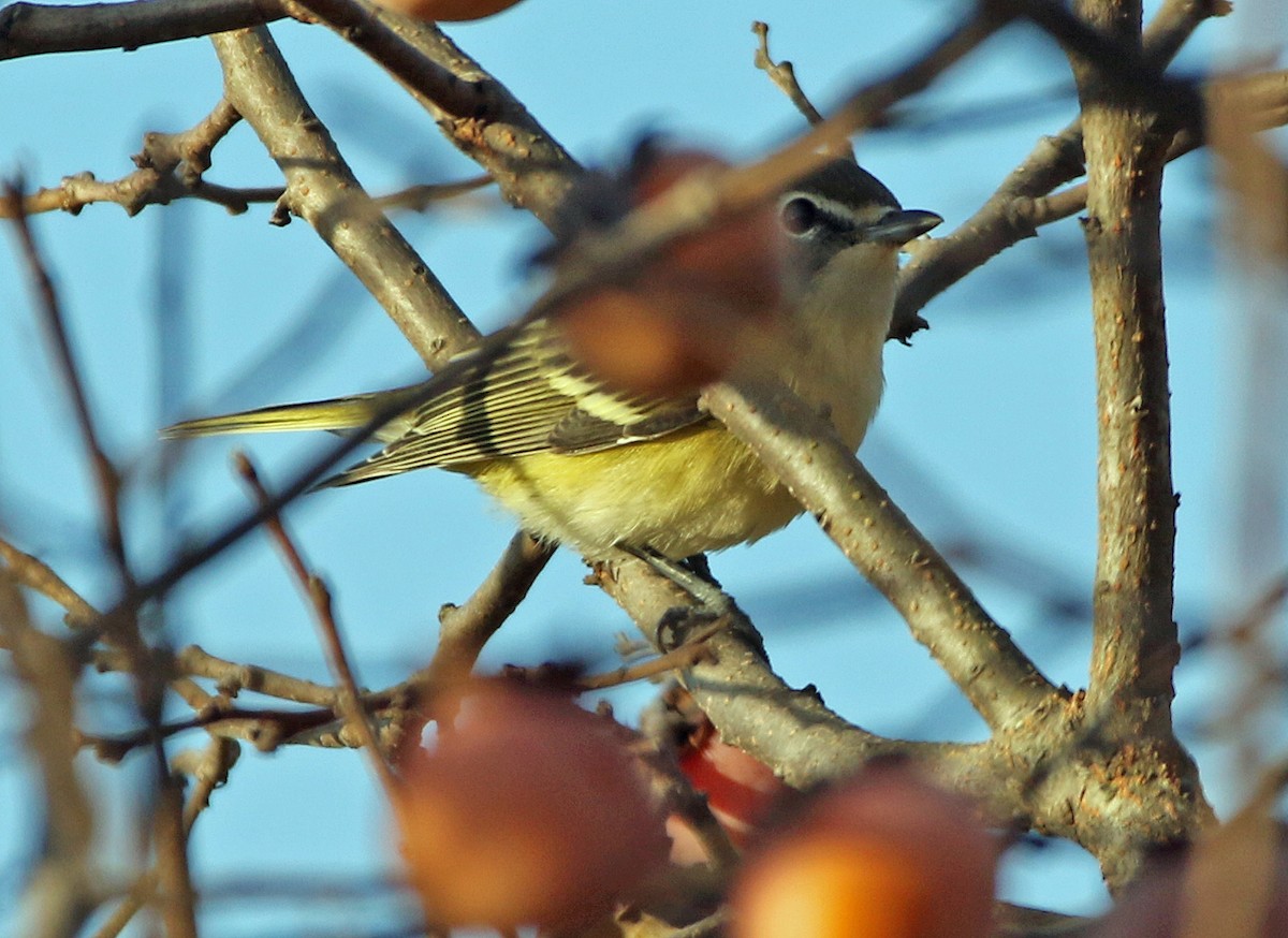 Blue-headed Vireo - ML644115485