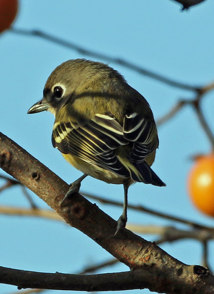 Blue-headed Vireo - ML644115486