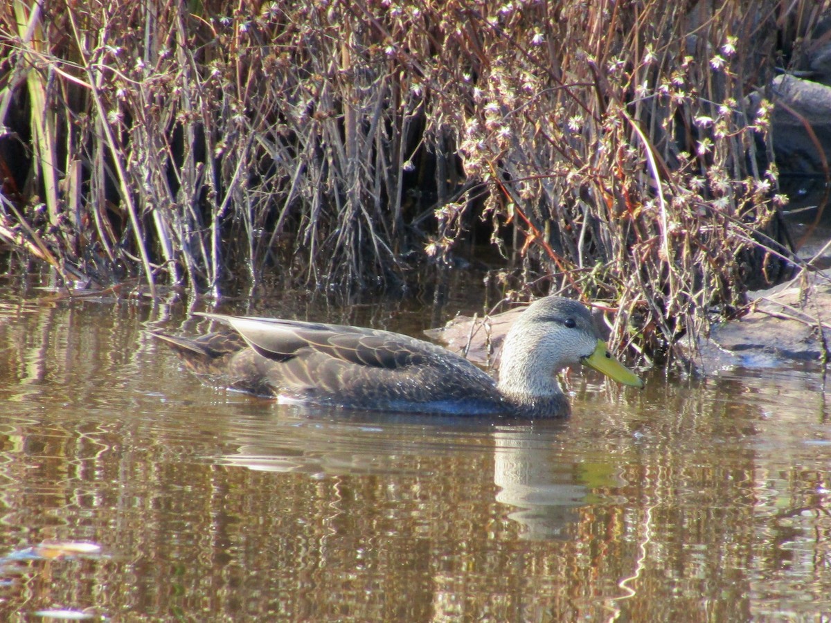 American Black Duck - ML644115489