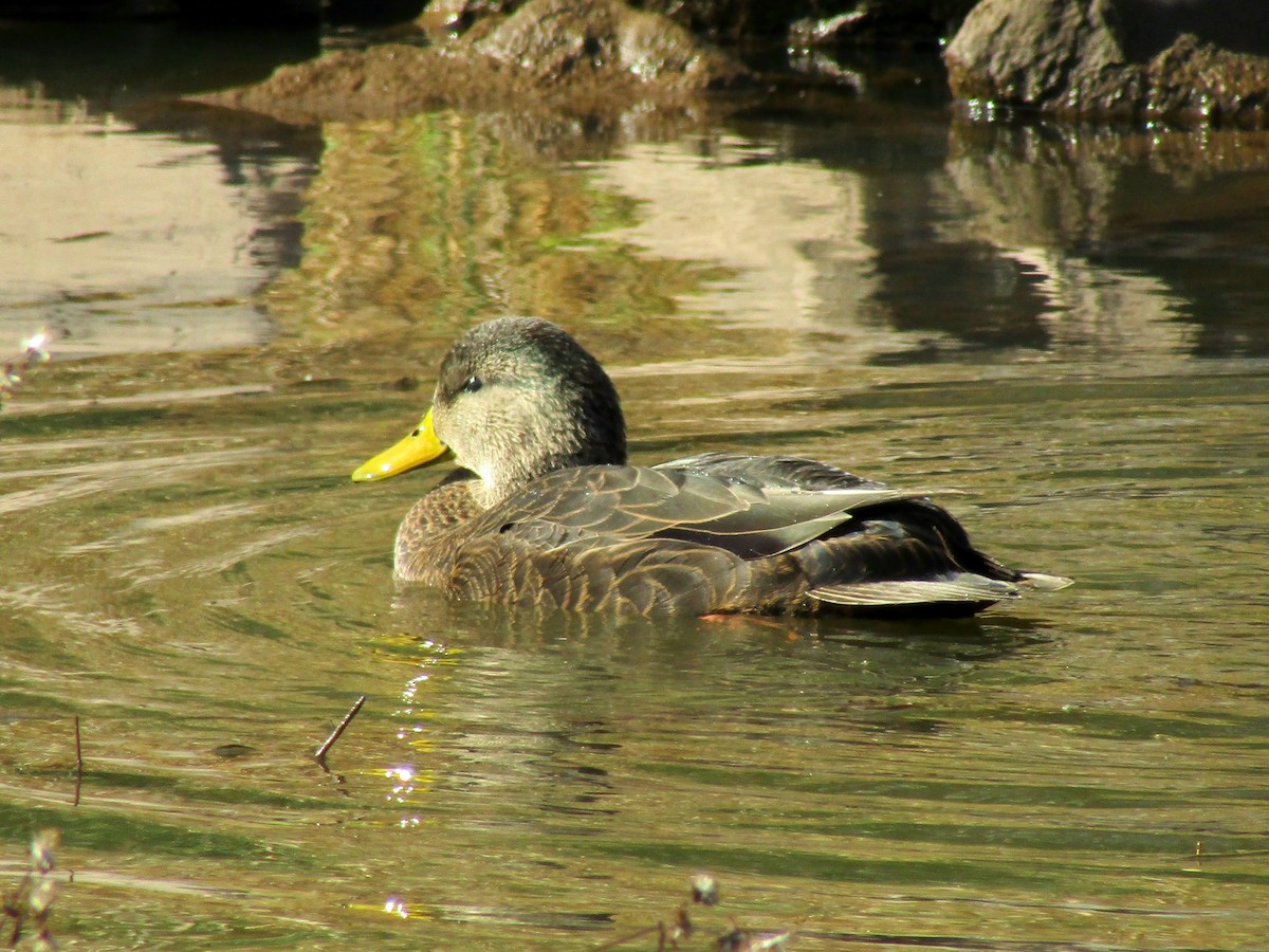 American Black Duck - ML644115490