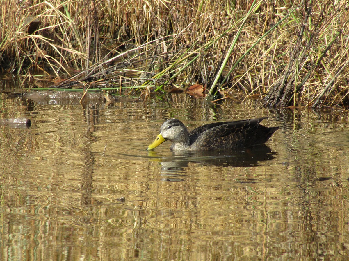 American Black Duck - ML644115491