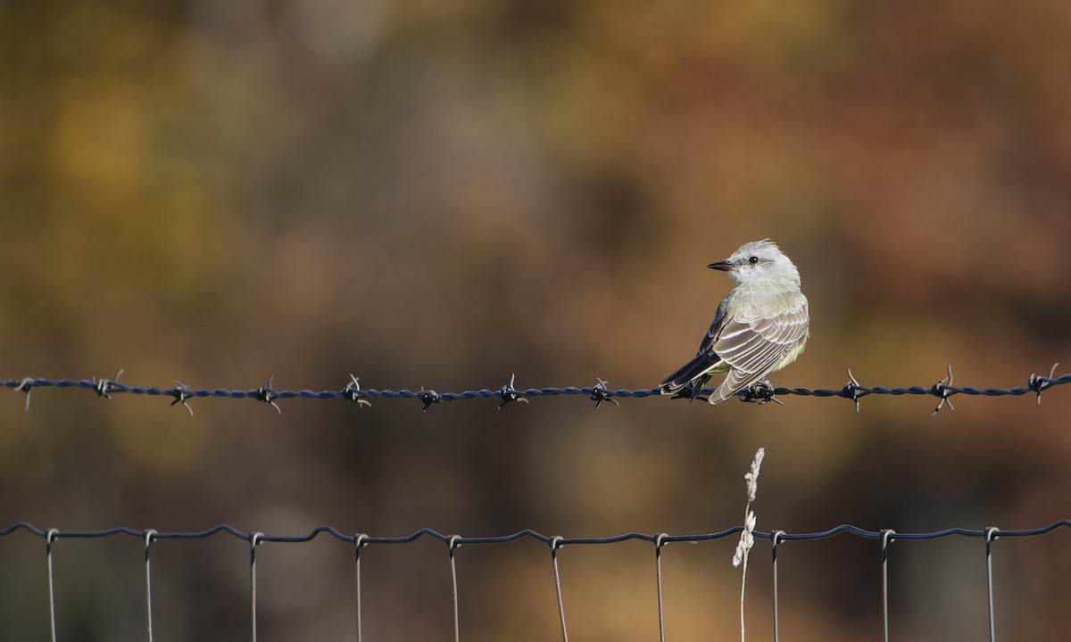 Western Kingbird - ML644115492